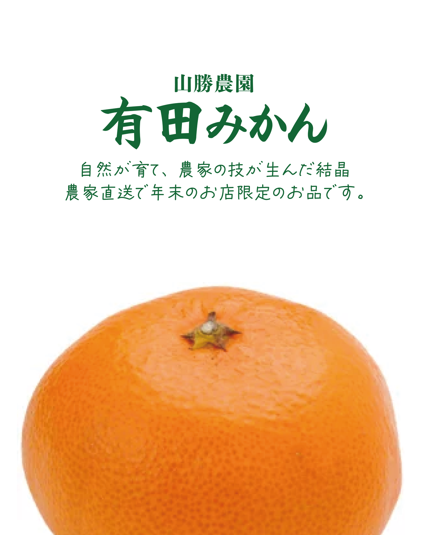 【数量限定】2026年新春福袋！店主オススメ！おまかせセット